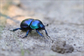 <p>CHROBÁK JARNÍ (Trypocopris vernalis) – jižní Morava ----- /Dor beetle – Frühligsmistkäfer/</p>